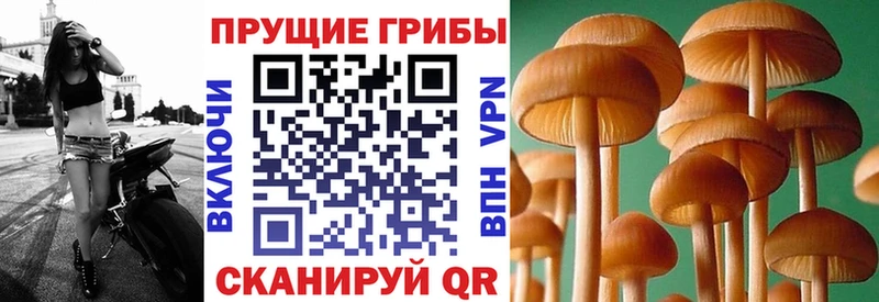 Галлюциногенные грибы Cubensis  Суоярви 